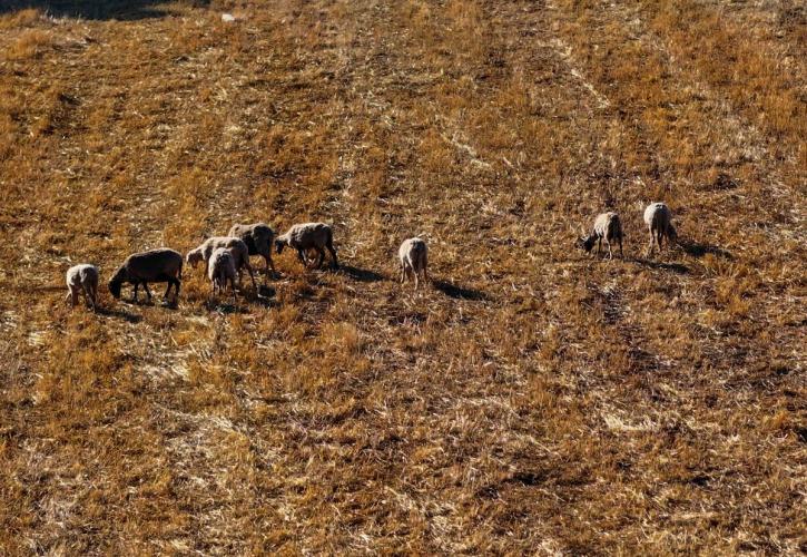 Ευλογιά αιγοπροβάτων: Πάνω από 20.000 ζώα θανατώθηκαν στις Σέρρες το τελευταίο τρίμηνο