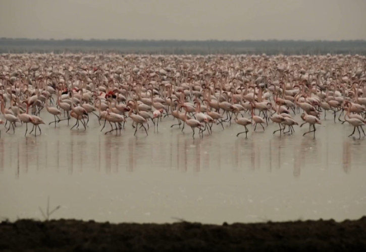 Ισπανία: Τα φλαμίνγκο ξεχειμωνιάζουν στους ανδαλουσιανούς υγρότοπους