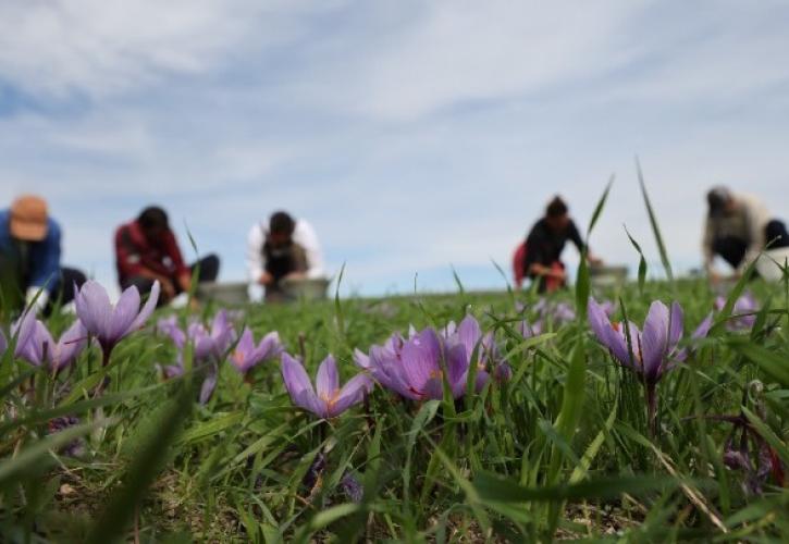 Kοζάνη: Χαμηλές και φέτος οι προσδοκίες για την φετινή παραγωγή κρόκου