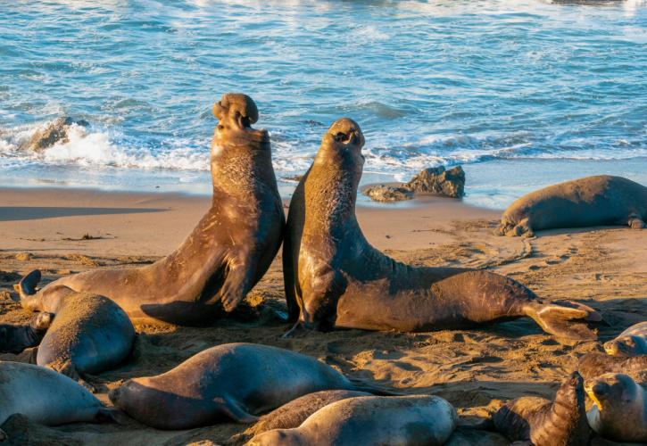 Ανταρκτική: Ο πληθυσμός των θαλάσσιων ελεφάντων αποδεκατίστηκε από τη γρίπη των πτηνών