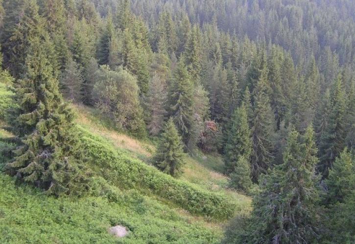 Προδιαγεγραμμένη καύση: Το νέο μοντέλο πρόληψης πυρκαγιών και διαχείρισης της καύσιμης ύλης