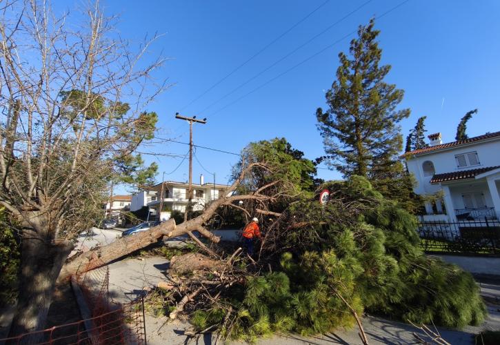 Θεσσαλονίκη: Πτώσεις δεκάδων δέντρων και πινακίδων από τους ισχυρούς ανέμους μέχρι και 8 μποφόρ