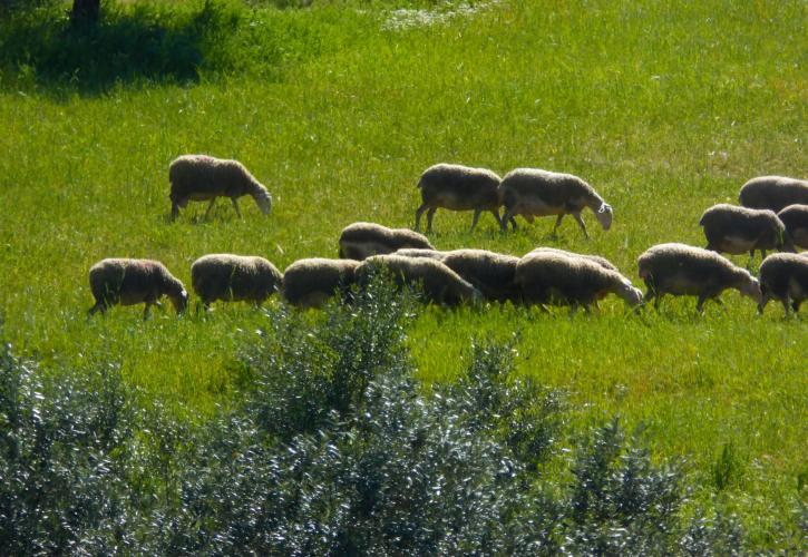 ΥπΑΑΤ: Νέα ενίσχυση 26 εκατ. ευρώ για αποζημιώσεις κτηνοτρόφων λόγω ευλογιάς