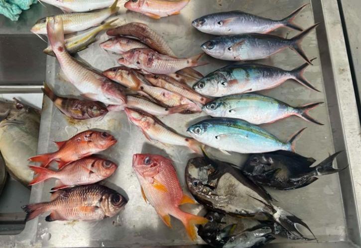 Περιβάλλον: Μικροπλαστικά στο ένα τρίτο των ψαριών που ερευνήθηκαν στον Ειρηνικό