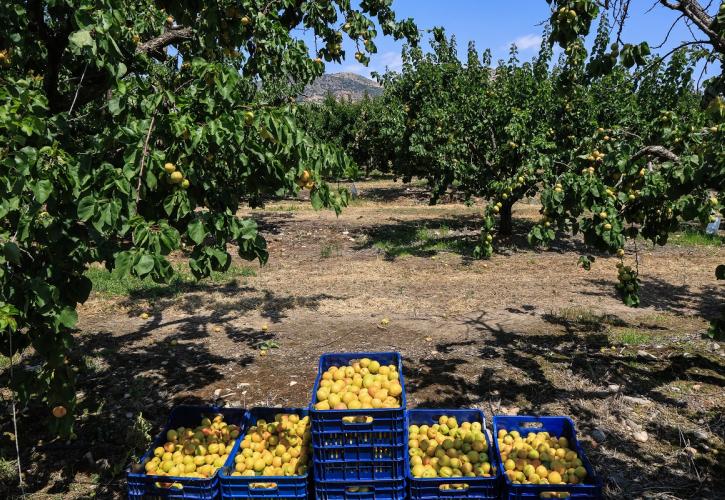 Η βίαιη ενηλικίωση του Κάμπου: Το τέλος του μικροκαλλιεργητή και η επέλαση των «Big Ag»…