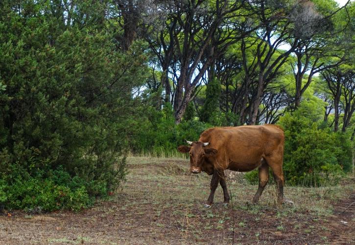 Πώς δεν θα έχουμε ξανά μπλόκα (II): Άμεση ανάγκη για στήριξη στις μικρές αγορές