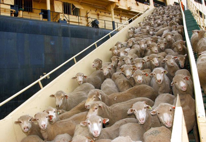 Τα πλοία μεταφοράς ζώντων ζώων, είναι ένας ασφαλέστατος τρόπος μεταφοράς ναρκωτικών