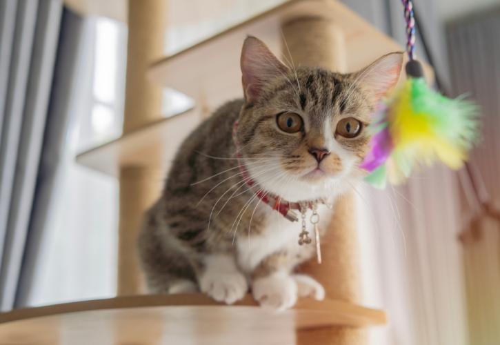 ΕΕ: Εγκρίθηκαν οι νέοι αυστηροί κανόνες για τα ζώα συντροφιάς - Πότε μπαίνουν σε ισχύ, τι αλλάζει