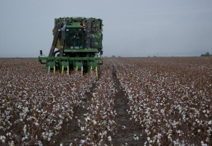Στο επίκεντρο η επόμενη μέρα του ελληνικού βαμβακιού