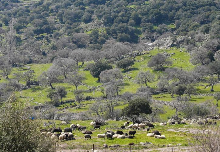 Λέσβος: Καθολικό lockdown στα κτηνοτροφικά προϊόντα μετά το κρούσμα αφθώδους πυρετού