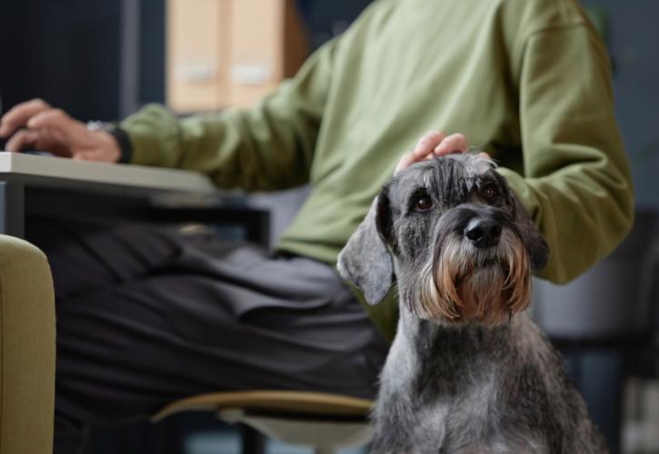 Πρόστιμα από την Επ. Ανταγωνισμού σε επιχειρήσεις προμήθειας ζωοτροφών για ζώα συντροφιάς
