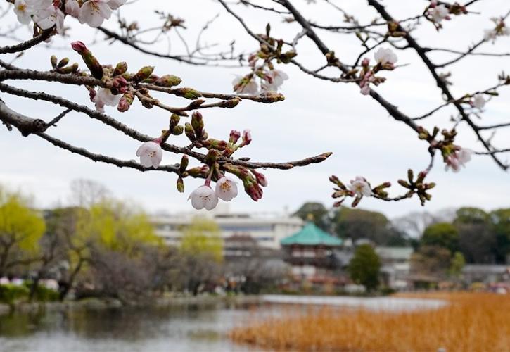 Ένας ξυλοκόπος κουνάει την κερασιά - Ξέρουμε τι πρέπει να κάνουμε λέει ο Πιερρ - Ποιες βελόνες κουνήθηκαν τον Μάρτιο