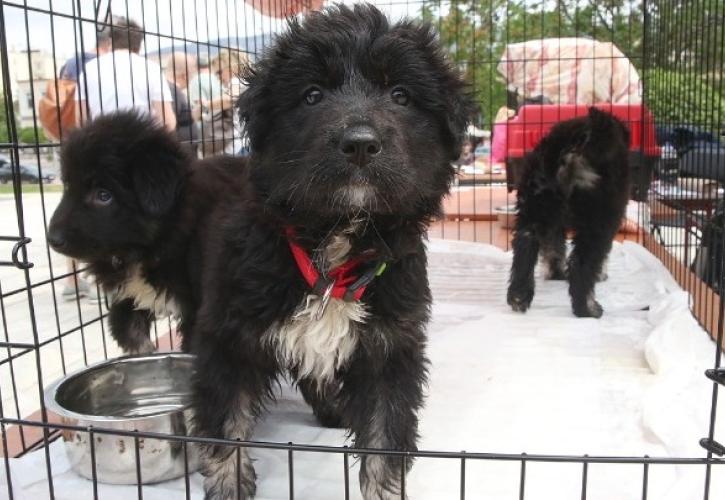 Παγκόσμια Ημέρα Αδέσποτων Ζώων: Μην αγοράζεις, υιοθέτησε