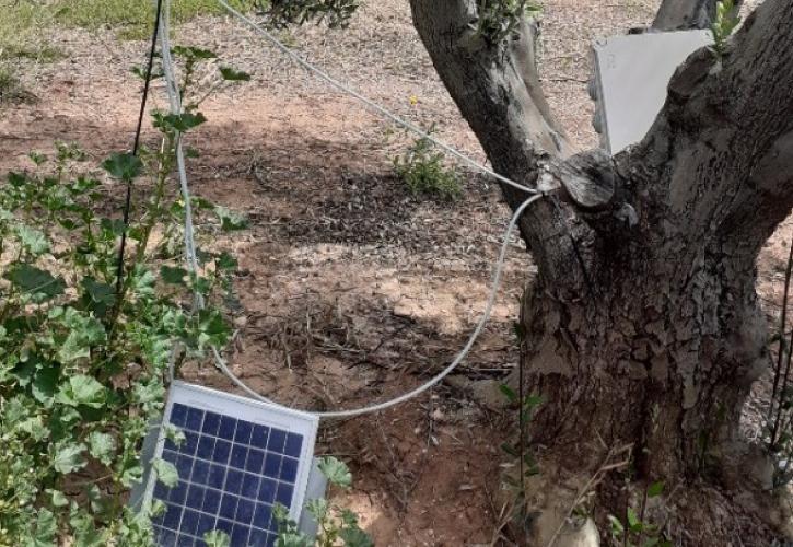 Αγουρέλαιο Χαλκιδικής: Καινοτόμo πρωτόκολλο παραγωγής «εκτοξεύει» τις δυνατότητες των ελαιοκαλλιεργητών