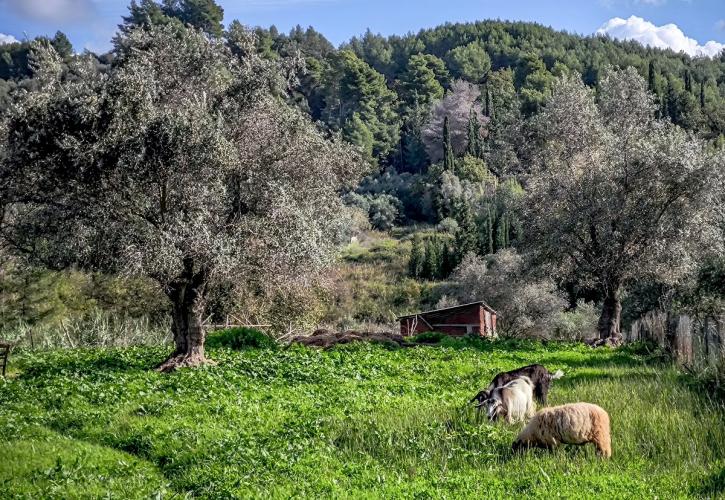 Παρατείνονται έως τις 15/4 τα προληπτικά μέτρα για την ευλογιά των αιγοπροβάτων στην Κρήτη