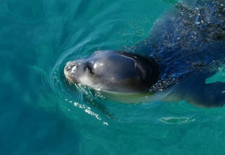 Εθνικό Θαλάσσιο Πάρκο Νοτίου Αιγαίου: Τι σημαίνει για την προστασία του θαλάσσιου περιβάλλοντος