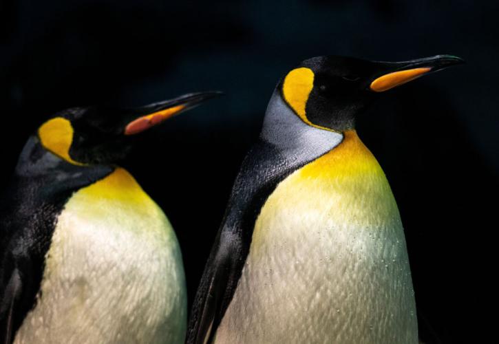 Ο αυτοκρατορικός πιγκουίνος επισήμως στα «απειλούμενα» είδη