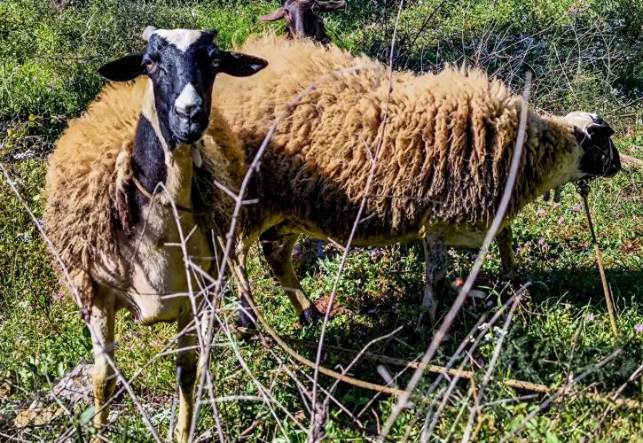 Ευλογιά αιγοπροβάτων: 2.152 νέα κρούσματα - Στις 486.666 οι θανατώσεις