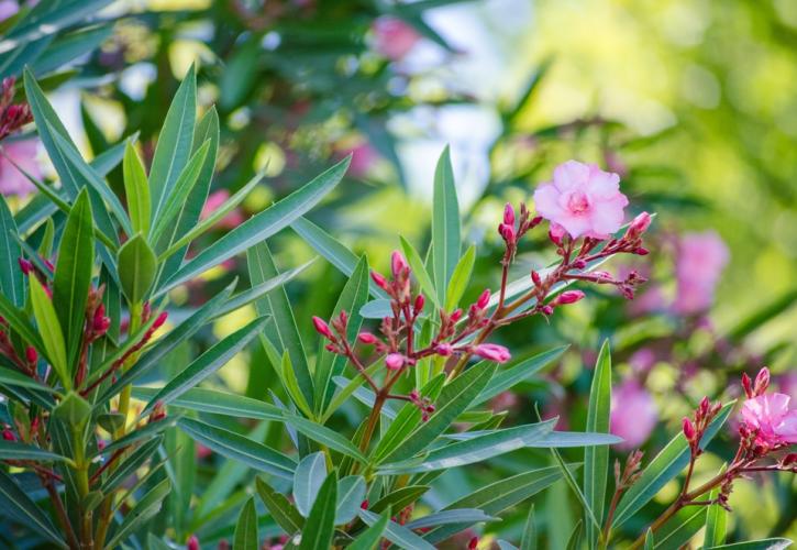 Τοξικότητα και κίνδυνοι από το φυτό πικροδάφνη - Τι προτείνει ο ΕΟΔΥ