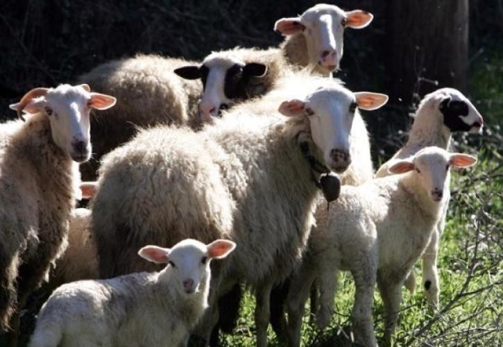 Ευλογιά αιγοπροβάτων: Πάνω από 60.000 αστυνομικοί έλεγχοι και 109 συλλήψεις από τον Οκτώβριο