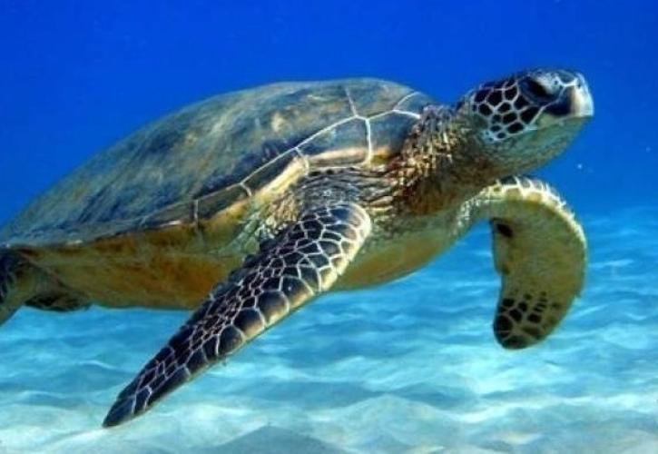 Η καρέτα-καρέτα, πρεσβευτής του βιώσιμου τουρισμού στην Κρήτη