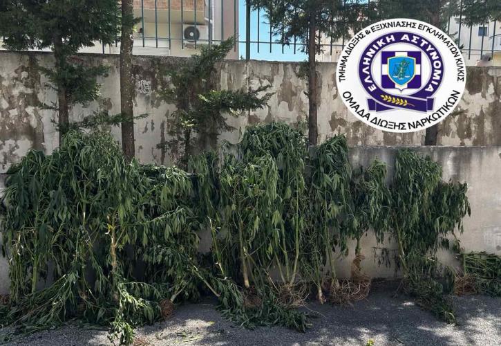 Θεσσαλονίκη: Καλλιεργούσε 26 δενδρύλλια κάνναβης σε δωμάτιο σπιτιού και σε εγκαταλελειμμένο ποιμνιοστάσιο
