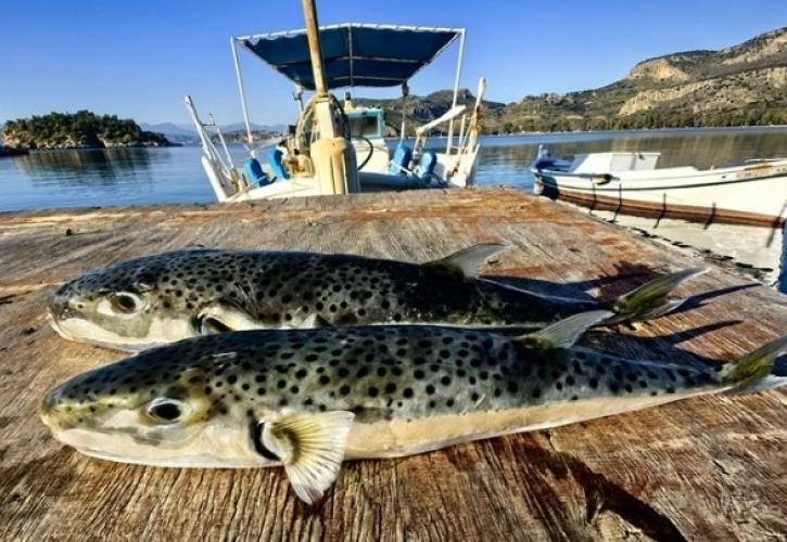 Η εφαρμογή του πιλοτικού προγράμματος για το λαγοκέφαλο μέσα από 22 ερωτήσεις και απαντήσεις