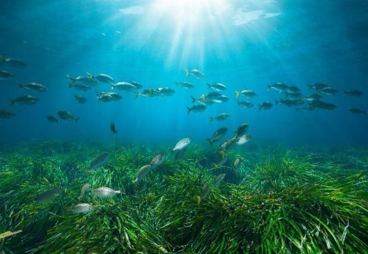 Posidonia Project: Μια νέα εποχή για την προστασία των λιβαδιών Ποσειδωνίας στην Ελλάδα