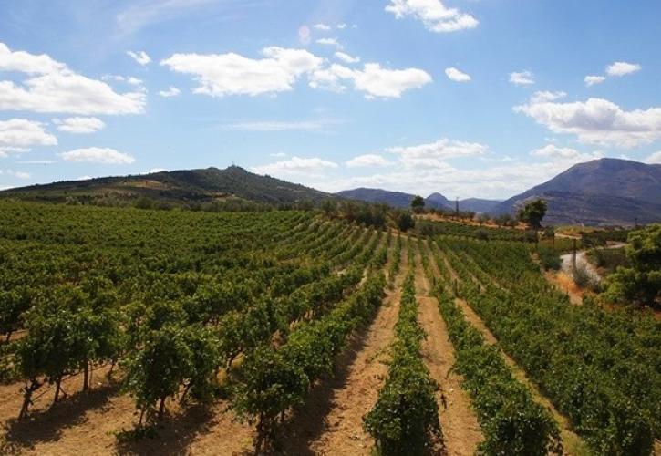 Ο ελληνικός αμπελώνας μπροστά σε μια καλή χρονιά, με το βλέμμα στον καιρό και την κατανάλωση