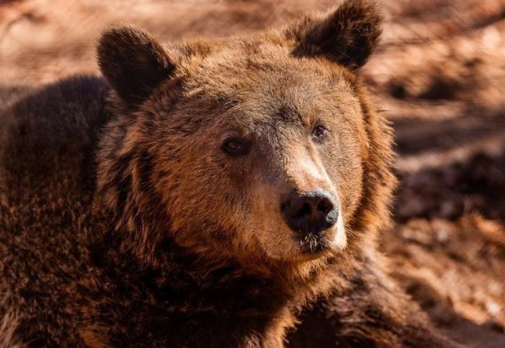 Καστοριά: Νεκρή μεγαλόσωμη αρκούδα πιθανόν από πυροβολισμό