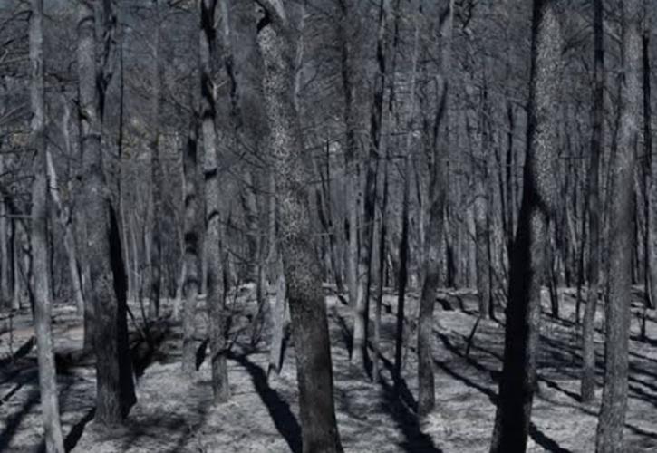 Η επιστολή Αυτιά για ευρωπαϊκή αλληλεγγύη - Οι παρουσίες και απουσίες στην κηδεία του Βαρβιτσιώτη - Το φυλλορρόημα της «Ελπίδας»