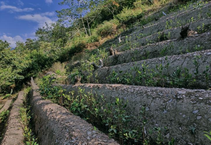 Οι καλλιέργειες κόκας μεγεθύνθηκαν κατά 7% το 2025 στη Βολιβία