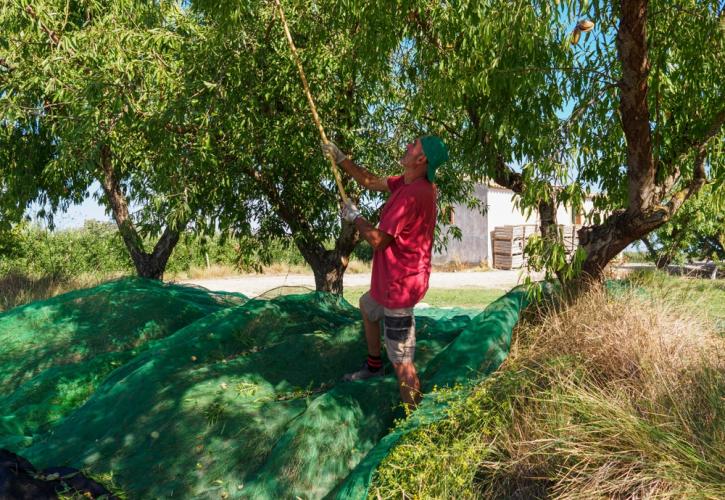Έχουμε έλλειψη εργατών στη γεωργία ή ανυπαρξία επενδύσεων;