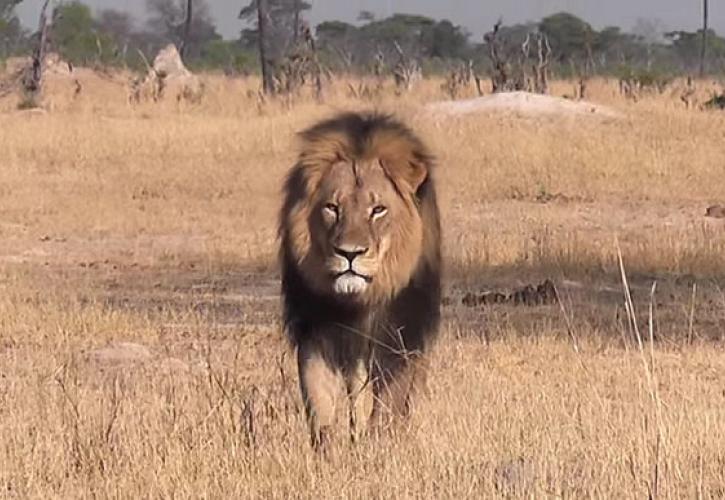 Κυνήγι λιονταριού - Γιατί οι ΗΠΑ θέλουν να βάλουν φρένο