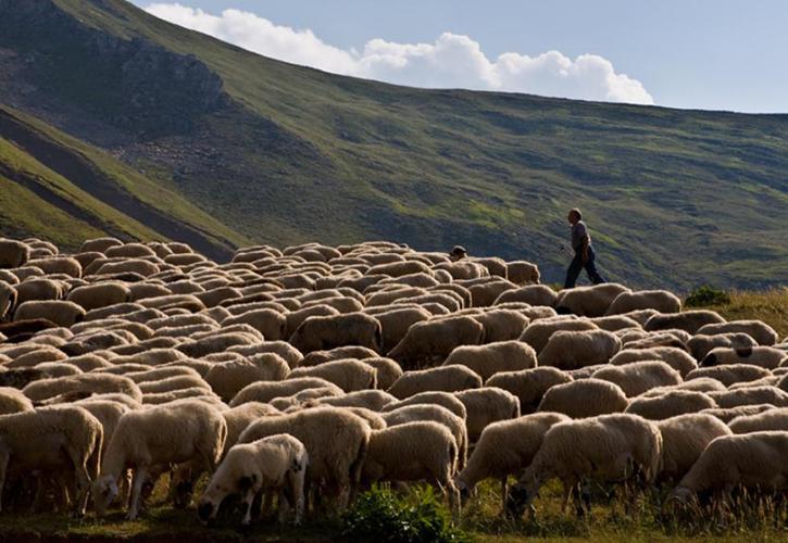 Ενίσχυση 2% και στους κτηνοτρόφους που έκαναν την έναρξη εργασιών το 2021