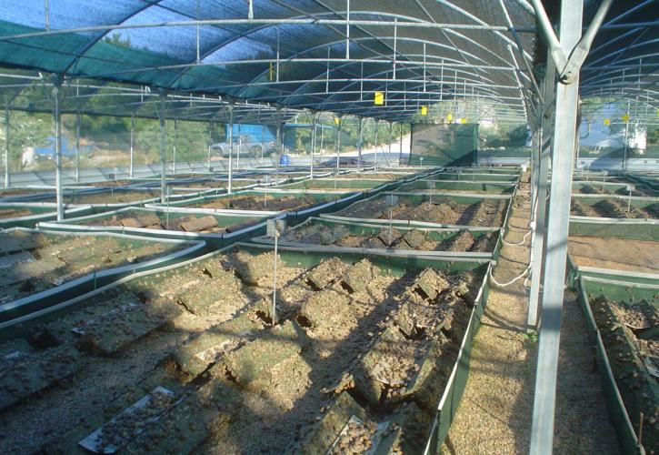 Τα χιώτικα σαλιγκάρια «τρέχουν» στο εξωτερικό