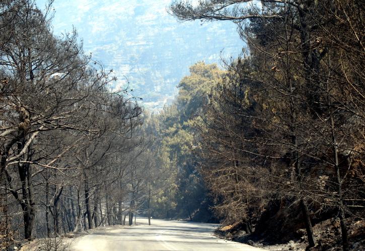 Για επτά χρόνια «καμμένοι» οι μαστιχοπαραγωγοί