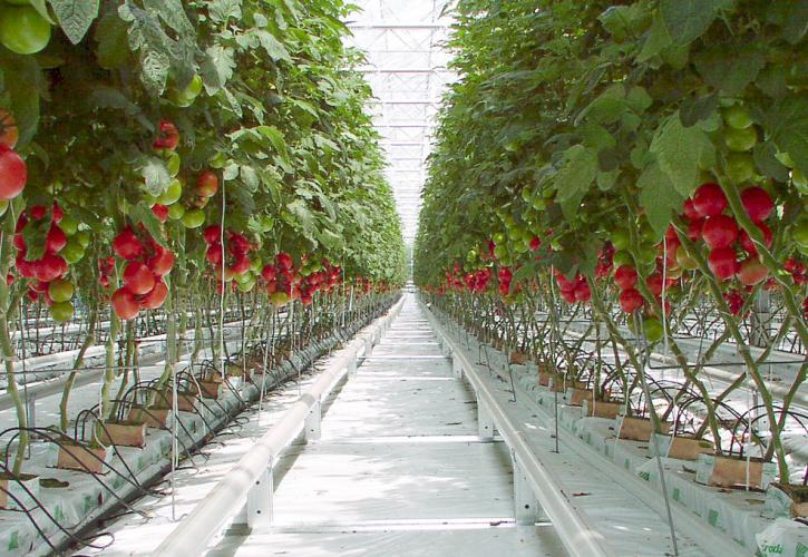 Στα θερμοκήπια επενδύουν οι Ρώσοι μεγιστάνες