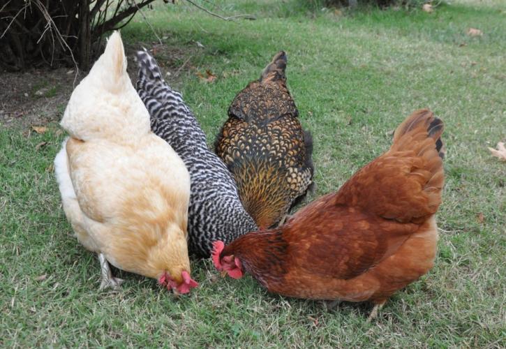 Η Ελλάδα έχει αυτάρκεια 95% σε κοτόπουλο