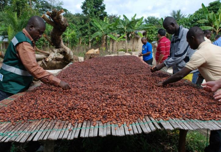 Κακάο: Οι Αφρικανοί παραγωγοί αντιμέτωποι με την πείνα ενώ οι Big Chocolate θησαυρίζουν