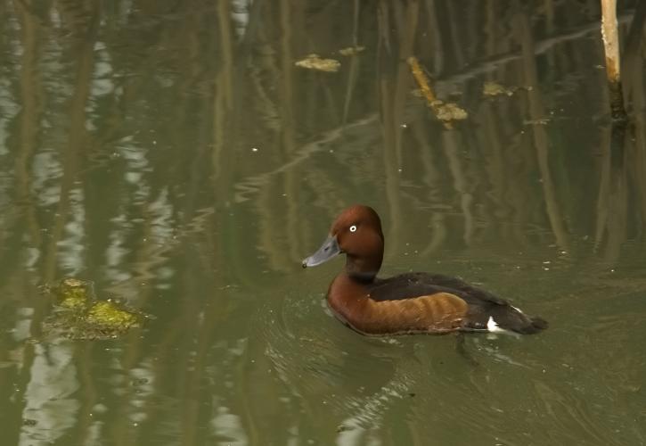 Νέα ζωή στη λίμνη Στυμφαλία δίνει η Τράπεζα Πειραιώς