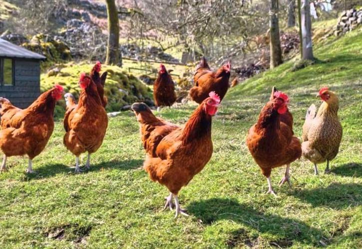 ΗΠΑ - CDC: «Μην αγκαλιάζετε τις κότες σας»