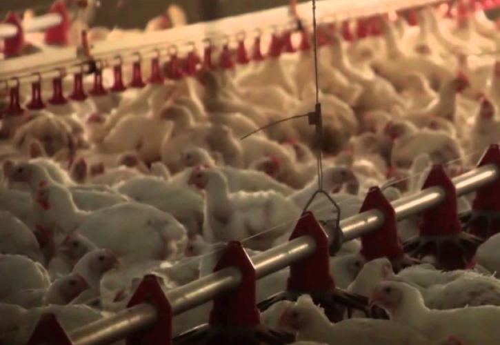Γαλλία: Στόχος έναρξης εμβολιασμού πουλιών για τη γρίπη των πτηνών μέχρι το φθινόπωρο του 2023