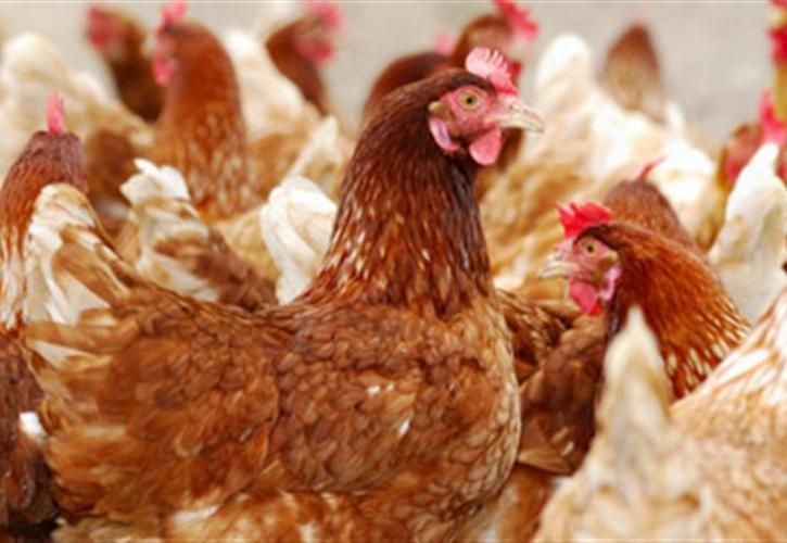 Αλβανία: Ανακλήθηκε απόφαση για την απαγόρευση εισαγωγής ελληνικών πουλερικών