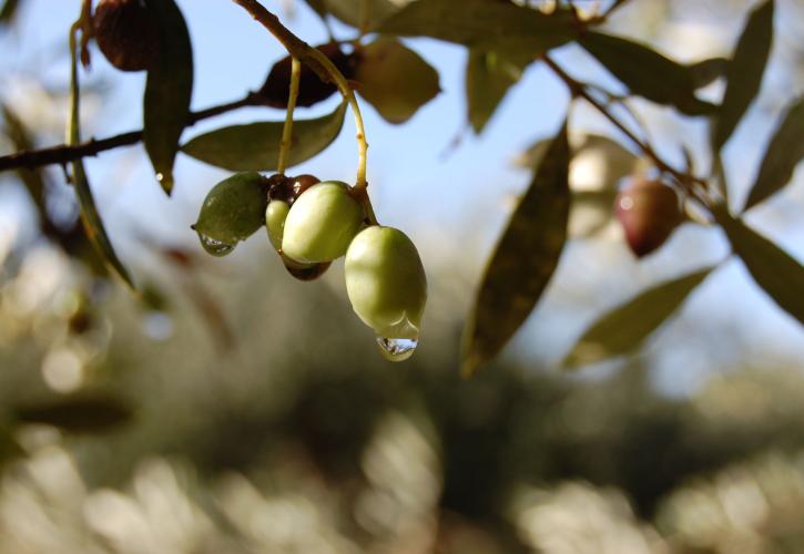 Νέο πρόγραμμα για την ενδυνάμωση γυναικών επιχειρηματιών στον κλάδο της αγροδιατροφής