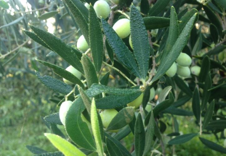 Από τις έδρες στα... ελαιόδεντρα - Ένα ξεχωριστό business story