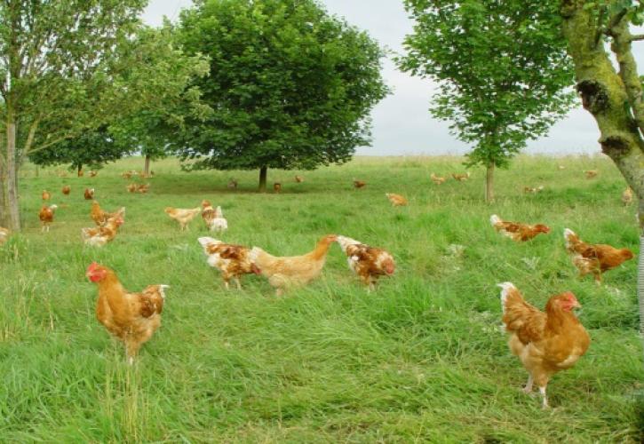 Άλογα, κουνέλια, κότες, γαλοπούλες με 13% ΦΠΑ