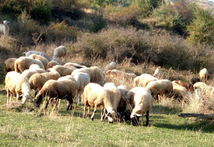 Τράπεζες: Αρνητικές για ανάπτυξη - ΤΧΣ: Γεφύρι της Άρτας - Καύσιμα: Στην Κύπρο μείωσαν φόρους, εδώ...