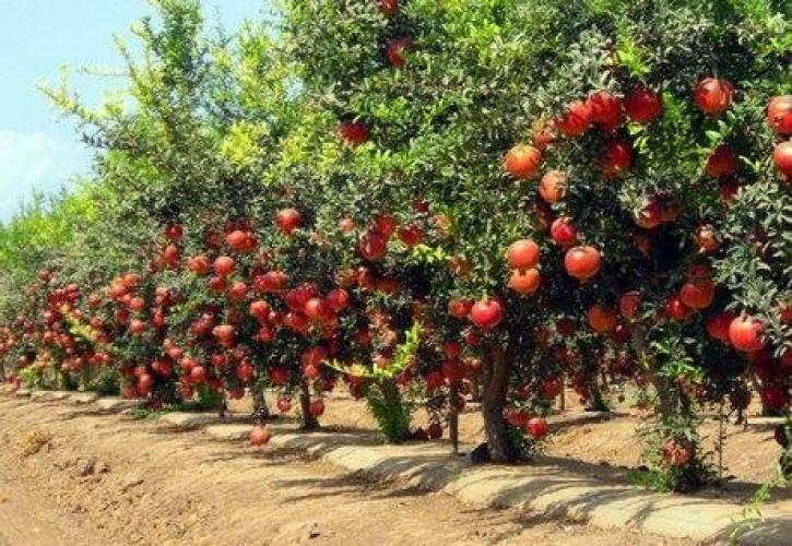 Η δύναμη των ροδιών: Πλούσια σε αντιοξειδωτικά και ευεργετικά για τον οργανισμό