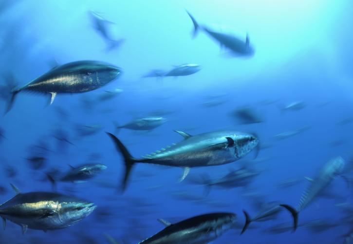 WWF: Το ΠΔ για τη Γυάρο διασφαλίζει τη μόνιμη προστασία της Θαλάσσιας Προστατευόμενης Περιοχής